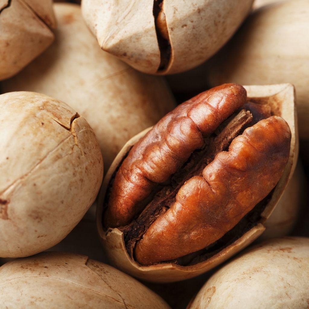Understanding the Difference Between Pecans and Walnuts