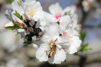 Almendras Crudas Naturales Enteras a Granel