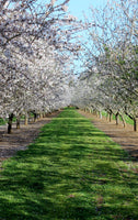 Almendras Crudas Naturales Enteras a Granel