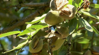 Almendras Crudas Naturales Enteras a Granel