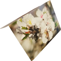 Almond Blossom Greeting Card