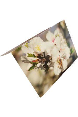 Almond Blossom Greeting Card