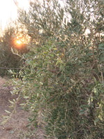 Knaughty Farms Arbequina Extra Virgin Olive Oil