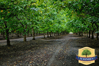 Natural Raw Chandler Walnut Halves